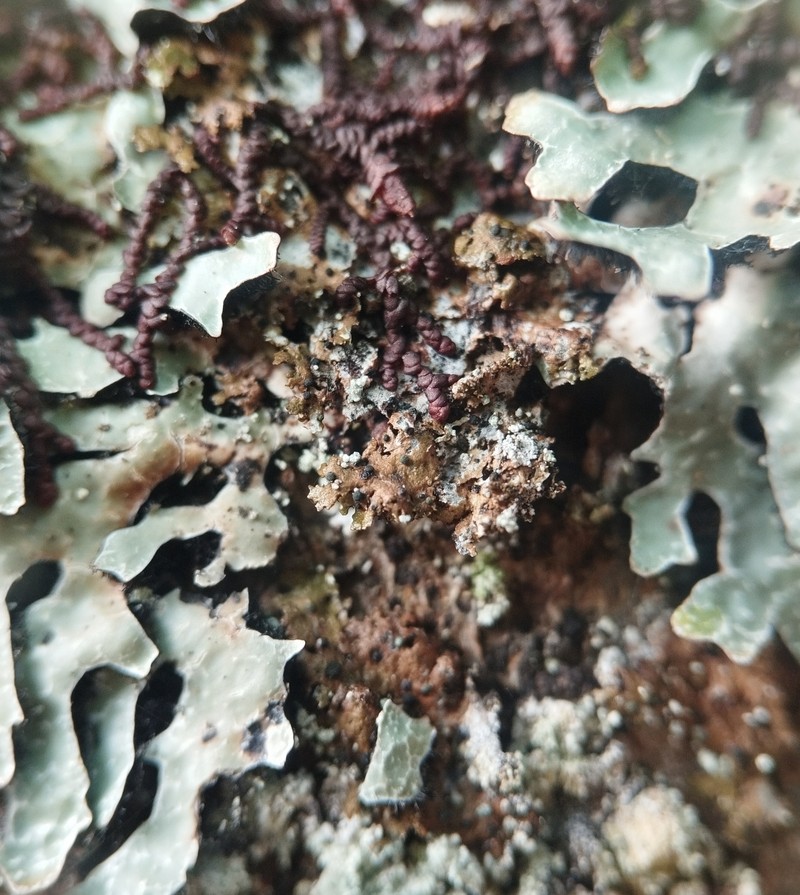 Abrothallus bertianus photo 4