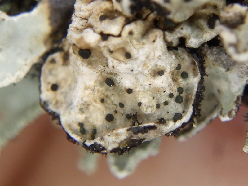 Abrothallus bertianus photo 5