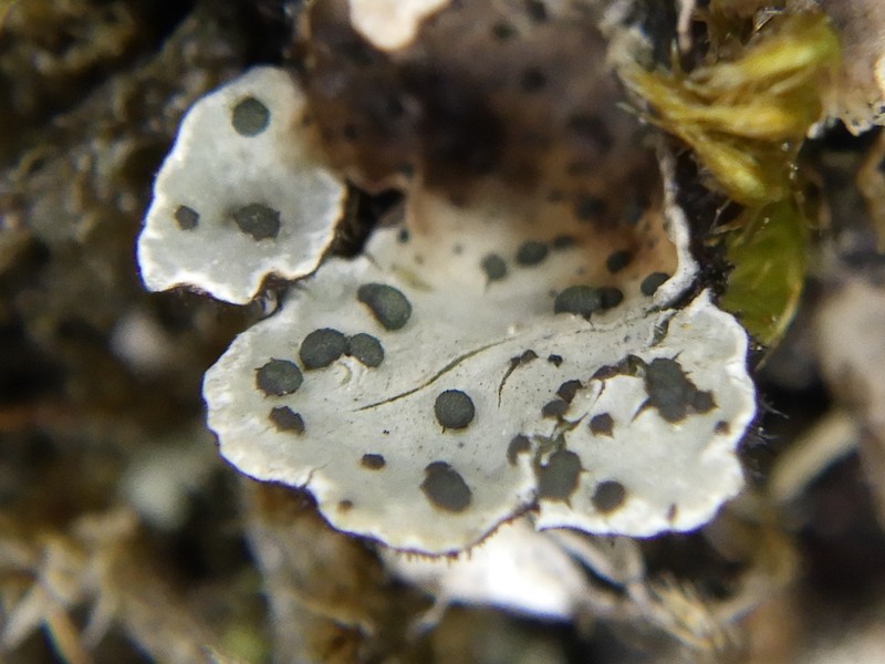 Abrothallus bertianus photo 6