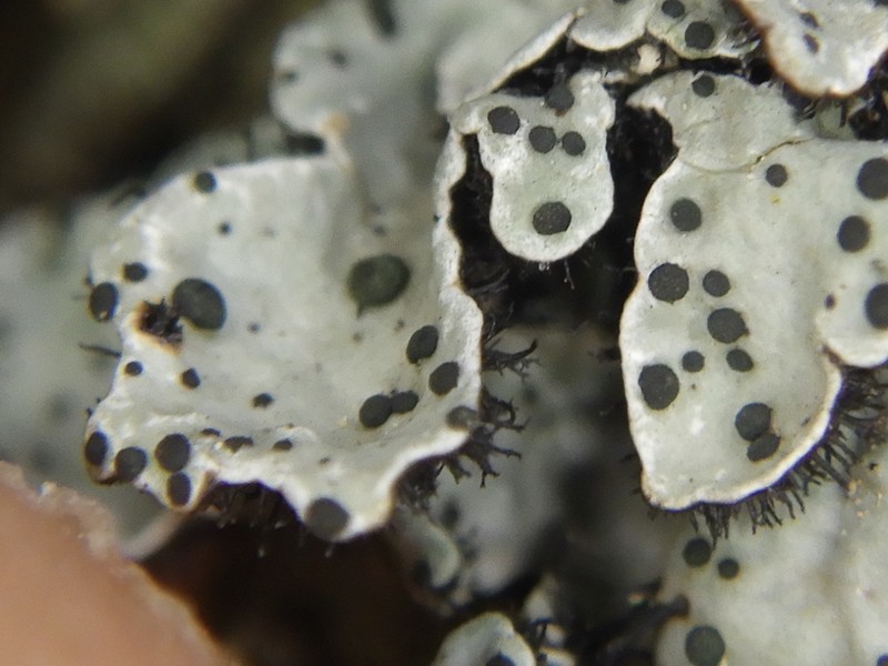 Abrothallus bertianus photo 7