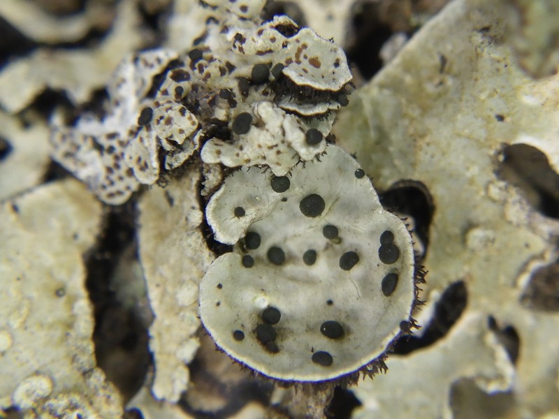 Abrothallus bertianus photo 8