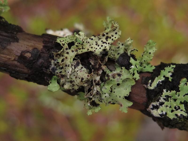 Abrothallus cetrariae