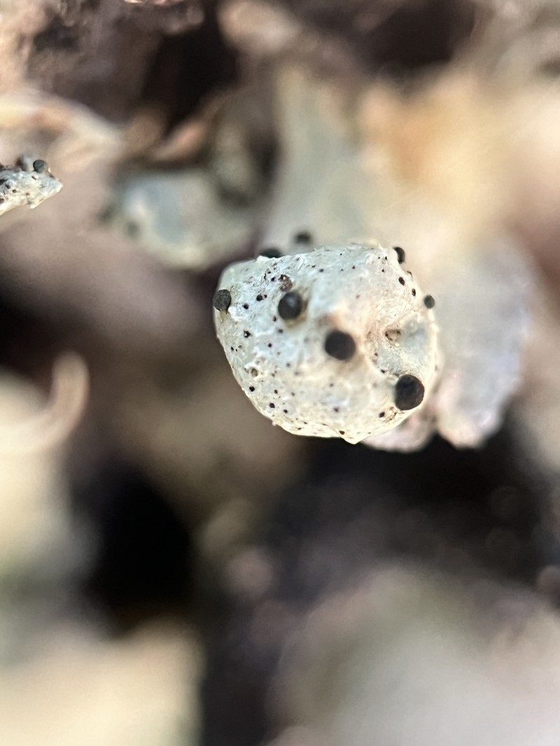 Abrothallus cetrariae photo 2