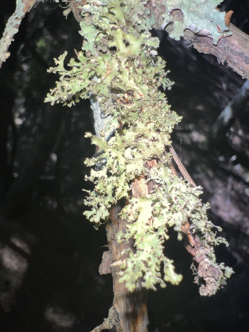 Abrothallus cetrariae photo 4