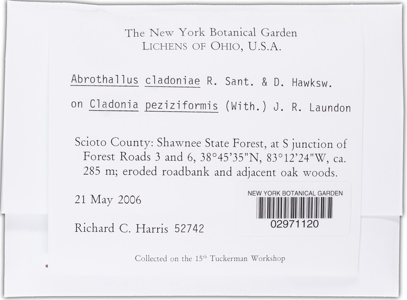 Abrothallus cladoniae photo 2