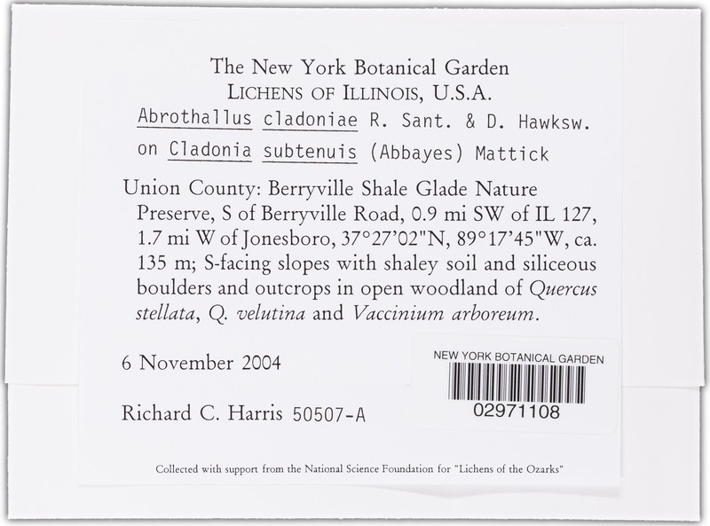 Abrothallus cladoniae photo 4