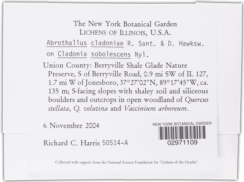 Abrothallus cladoniae photo 5