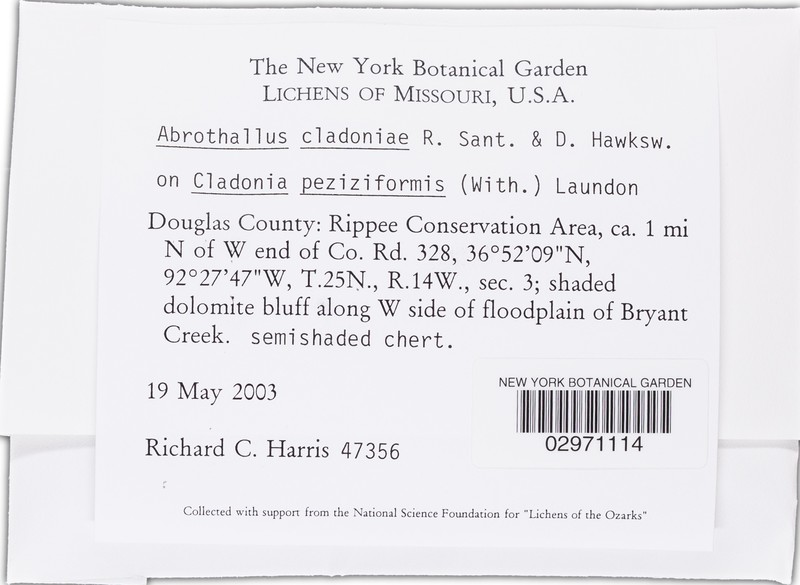 Abrothallus cladoniae photo 6
