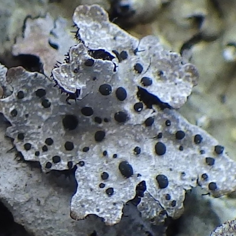 Parmelia Abrothallus Lichen