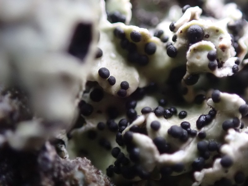 Parmelia Abrothallus Lichen photo 3