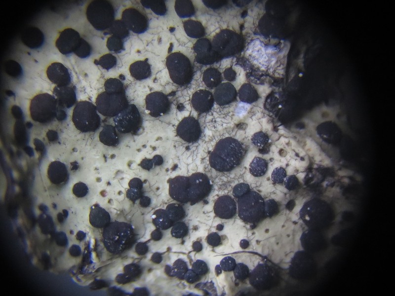 Parmelia Abrothallus Lichen photo 4