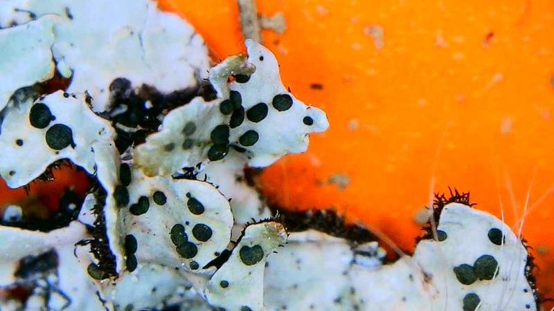 Parmelia Abrothallus Lichen photo 5