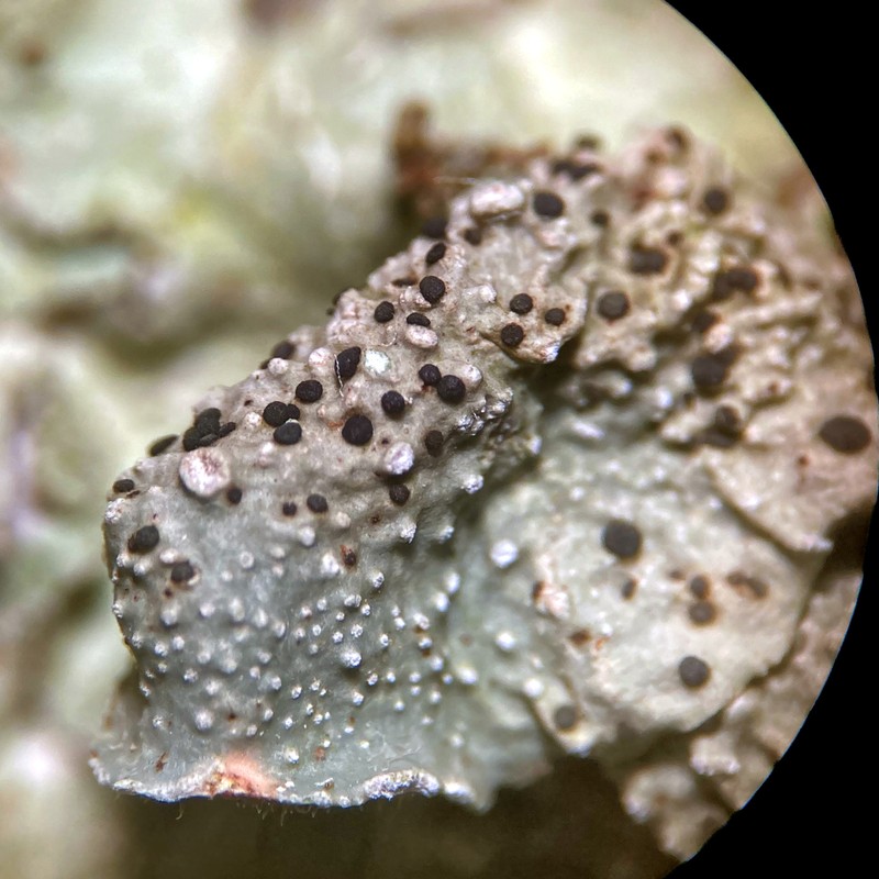 Parmelia Abrothallus Lichen photo 6