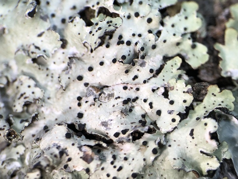 Parmelia Abrothallus Lichen photo 7