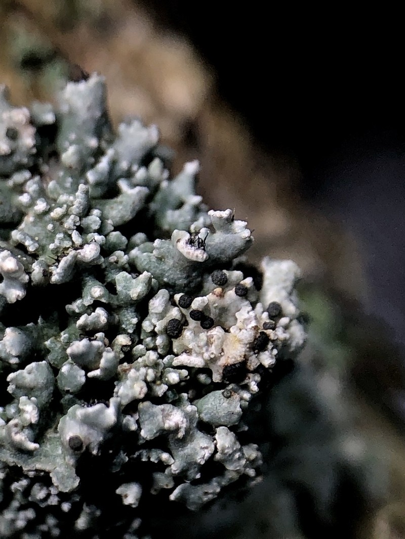 Parmelia Abrothallus Lichen photo 8