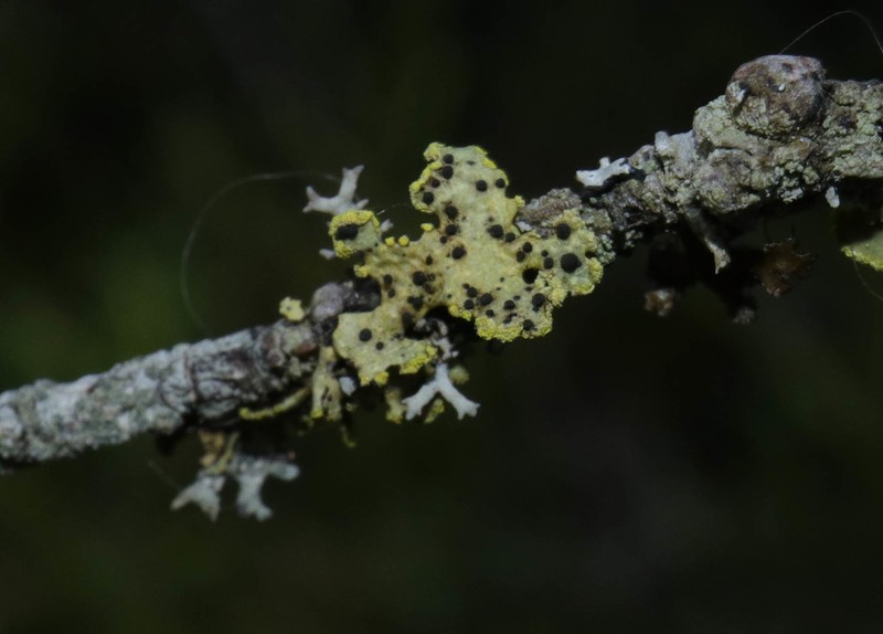 Abrothallus peyritschii photo 2