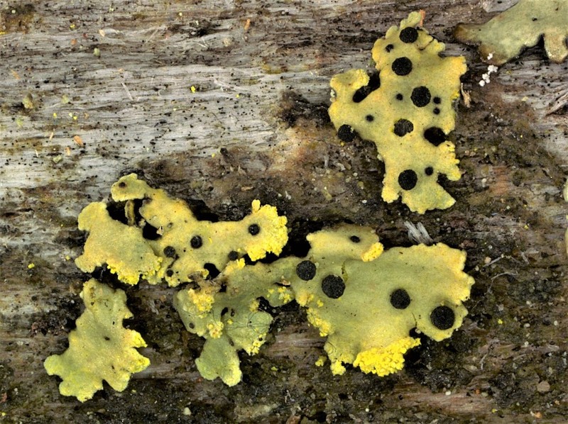 Abrothallus peyritschii photo 3