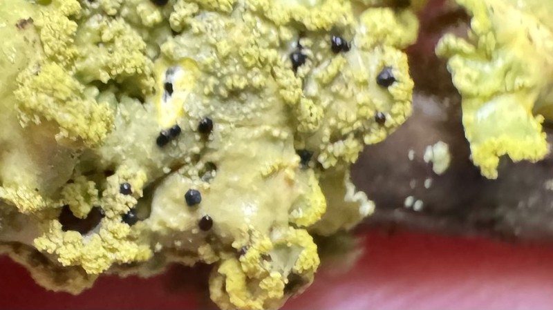 Abrothallus peyritschii photo 4