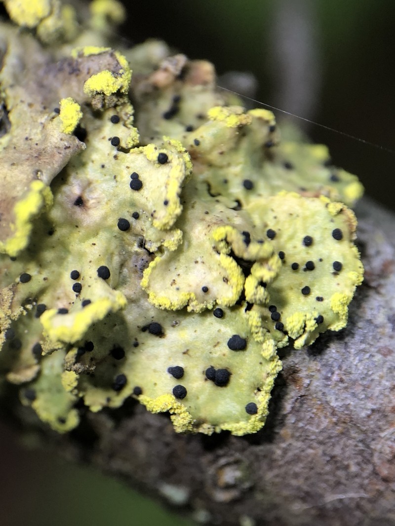 Abrothallus peyritschii photo 5