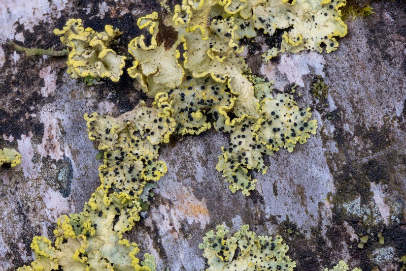 Abrothallus peyritschii photo 6