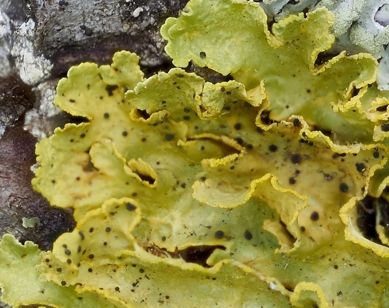Abrothallus peyritschii photo 7