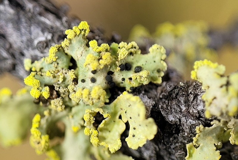 Abrothallus peyritschii photo 8