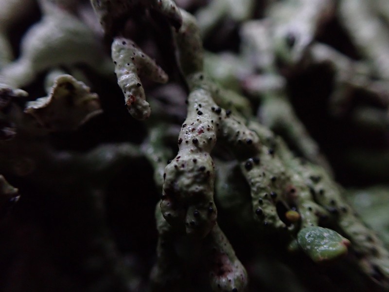 Abrothallus prodiens photo 3