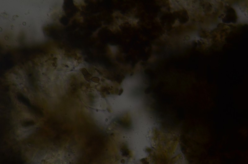 Abrothallus prodiens photo 4