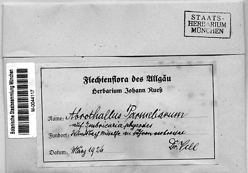 Abrothallus prodiens photo 8