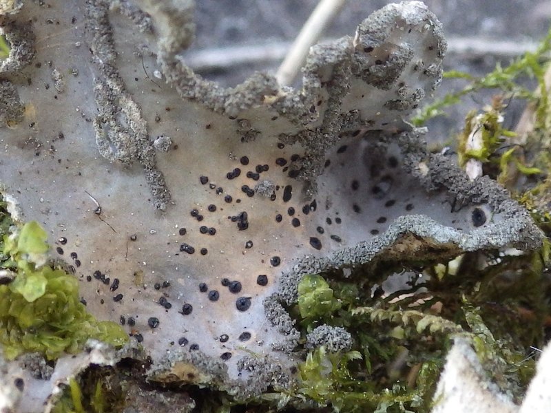 Abrothallus welwitschii