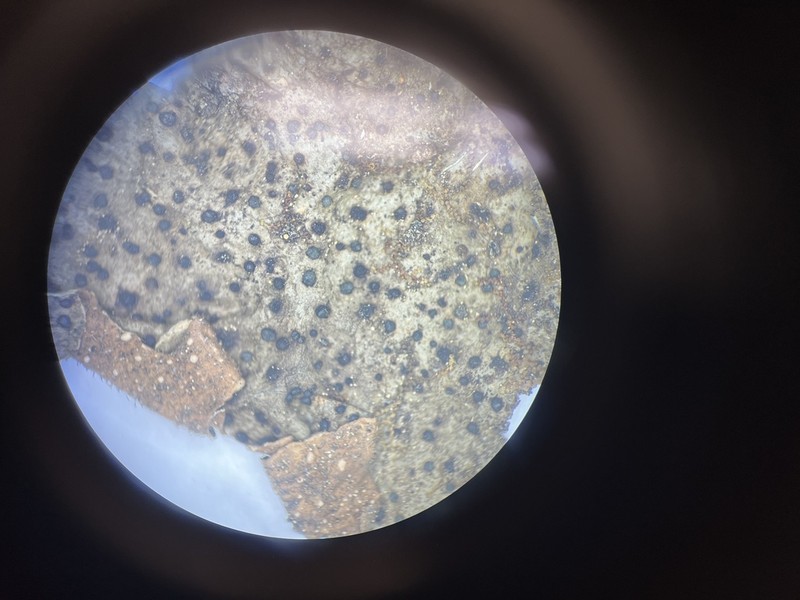 Abrothallus welwitschii photo 2