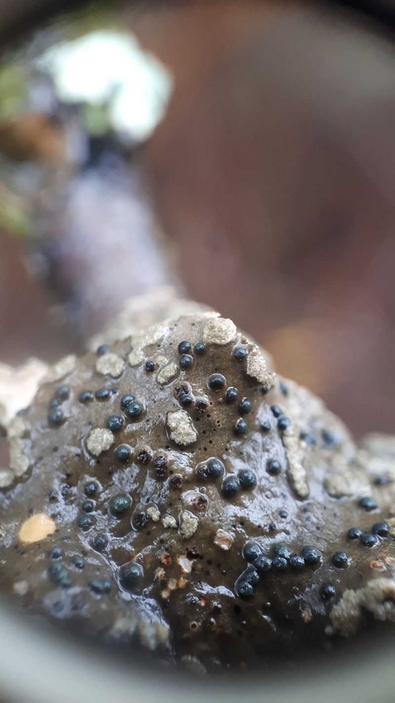 Abrothallus welwitschii photo 3