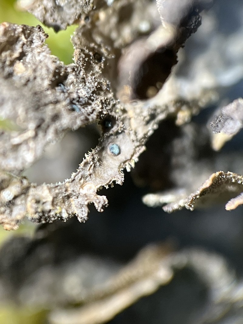 Abrothallus welwitschii photo 4