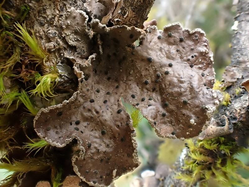 Abrothallus welwitschii photo 5