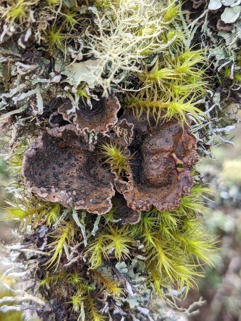Abrothallus welwitschii photo 6