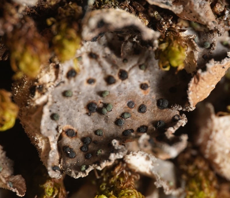 Abrothallus welwitschii photo 7