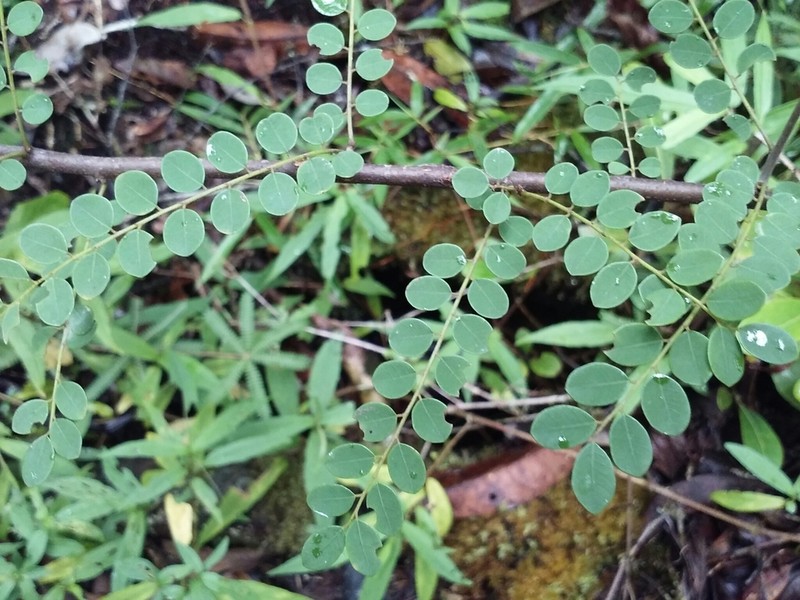 Abrus aureus photo 7