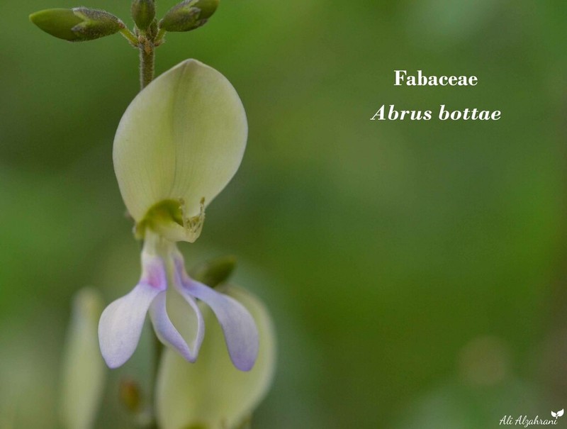 Abrus bottae
