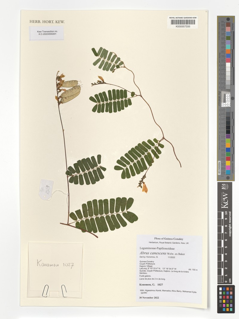 Abrus canescens