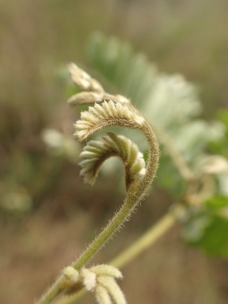Abrus canescens photo 2