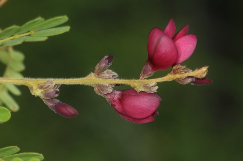 Abrus canescens photo 4