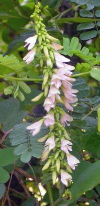 Abrus fruticulosus