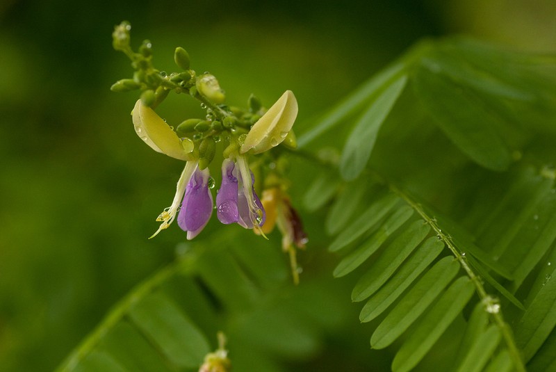 Abrus fruticulosus photo 2
