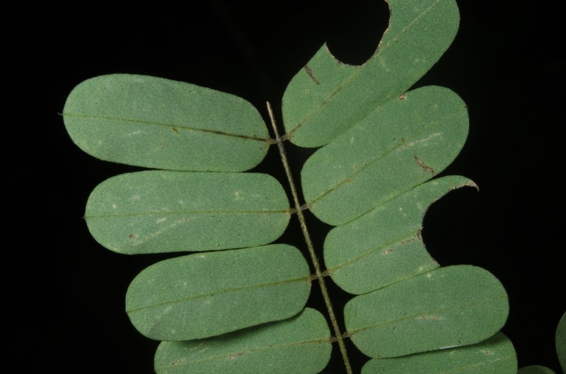 Abrus fruticulosus photo 3