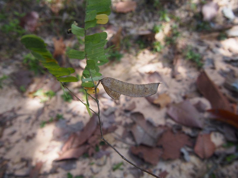 Abrus fruticulosus photo 4