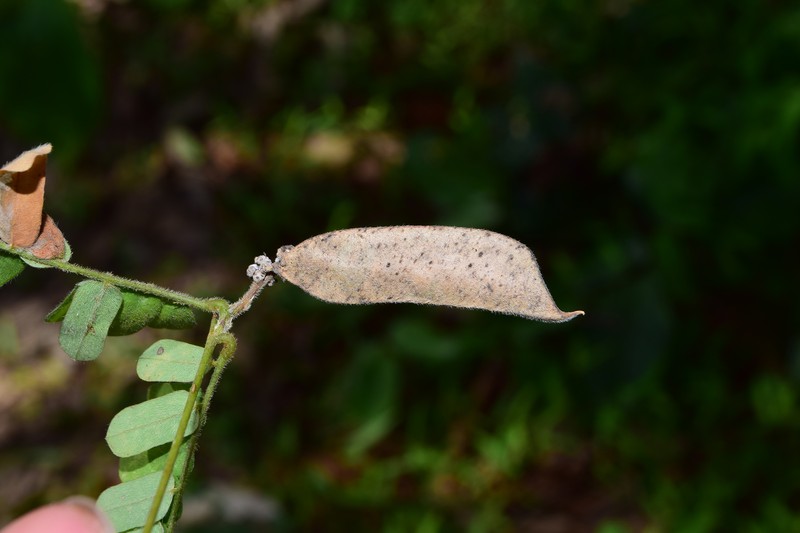 Abrus fruticulosus photo 5