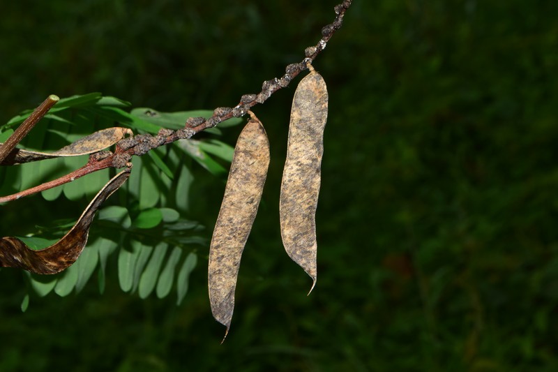 Abrus fruticulosus photo 6