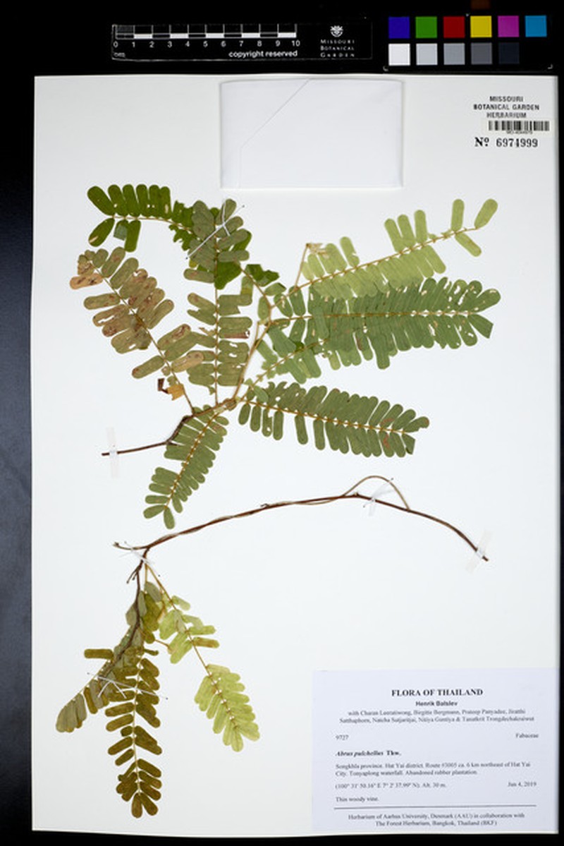 Abrus fruticulosus photo 7