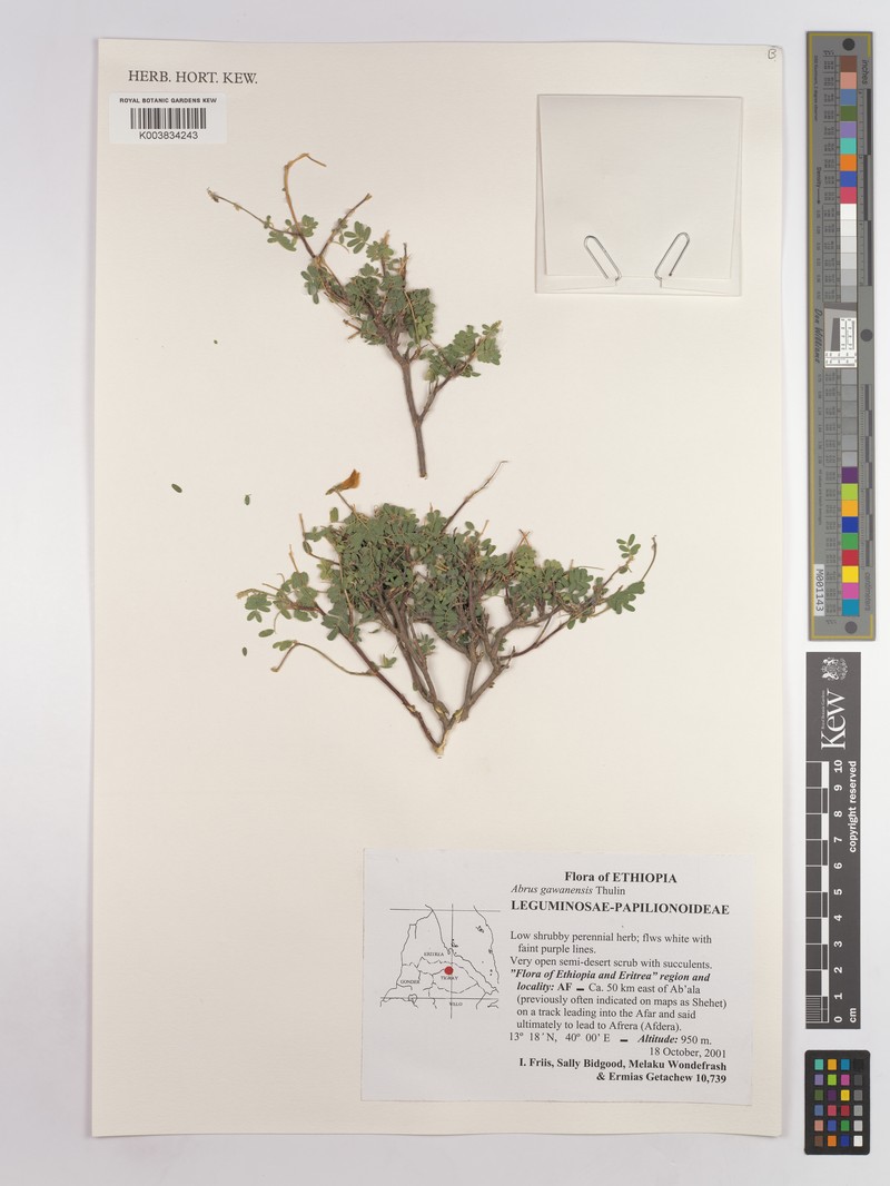 Abrus gawenensis
