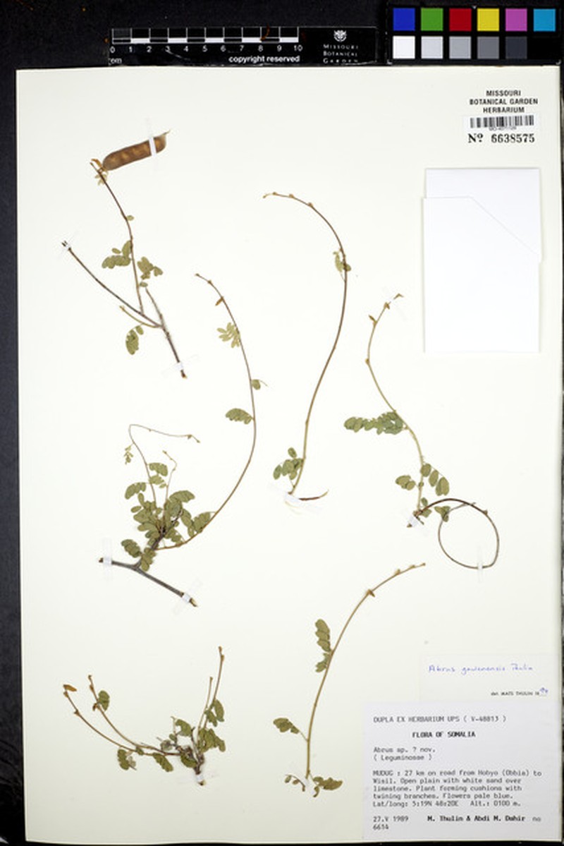 Abrus gawenensis photo 2